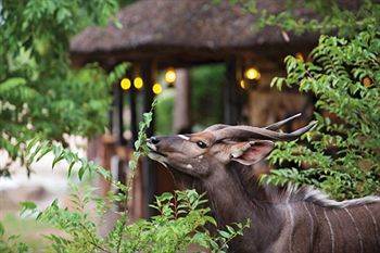 Motswari Private Game Reserve - Timbavati Klaserie Private Nature Reserve Bagian luar foto